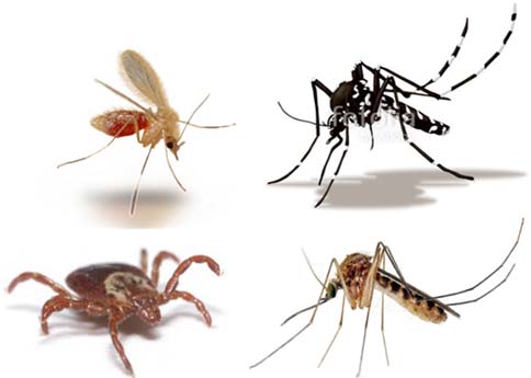 Artropodi vettori: biologia, strumenti di lotta e prevenzione