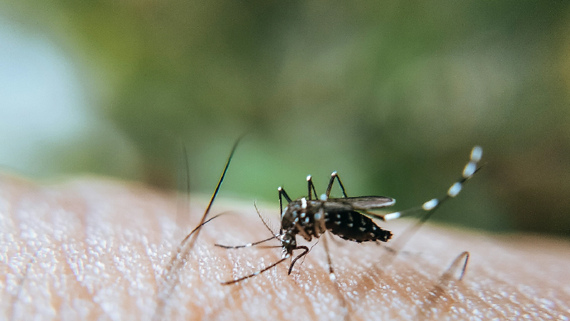 Budrio. Attivato un punto prelievo per la sorveglianza attiva dei casi di Dengue
