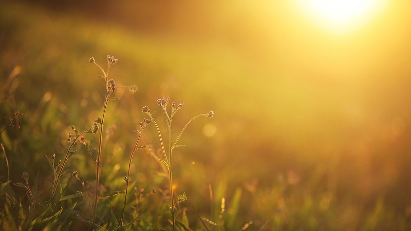 Prosegue almeno fino a domani, 1° luglio, l’ondata di calore in atto a Bologna e nei Comuni limitrofi. Allertati i servizi sanitari