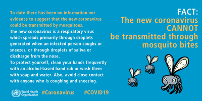 Zanzare e coronavirus: nessuna relazione