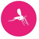 Il flebotomo Il flebotomo o pappatacio