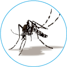 Aedes albopictus Aedes albopictus