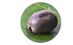 zecca bruna zecca bruna