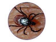 zecca dei boschi zecca dei boschi