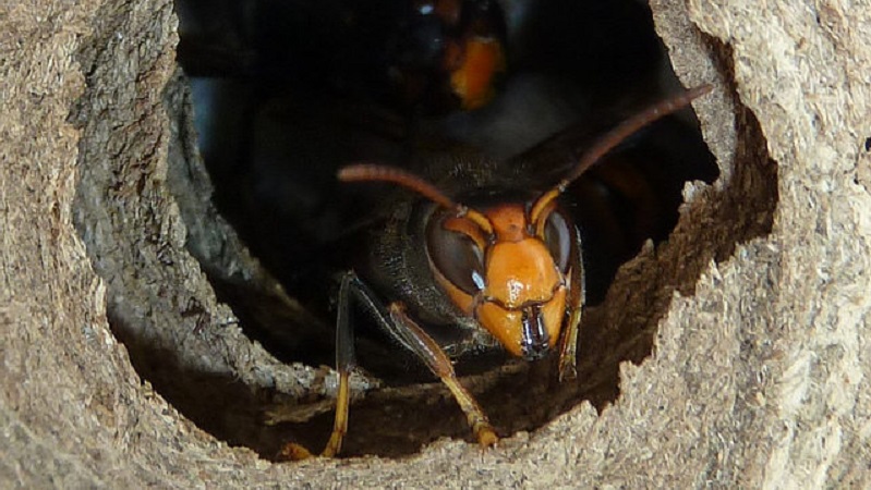 Vespa velutina. Come segnalare un nido