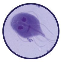 icona Giardia