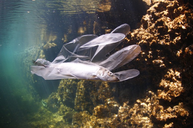 La minaccia nascosta dei percolati di plastica: una revisione critica del loro impatto sugli organismi acquatici